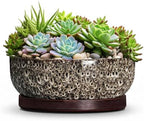 Succulent Pots, 10 Inch Ceramic Bonsai Tree Pots, White Leopard by Unknown