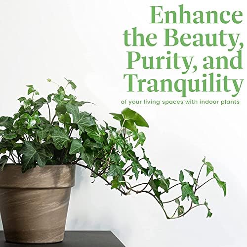 American Plant Exchange English Ivy – Live 6-Inch Potted Trailing Vine, Low-Maintenance Air-Purifying Houseplant for Hanging Baskets, Shelves & Indoor Home or Office Décor - Image 5