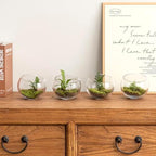 MyGift 5 Inch Clear Glass Round Bowl Air Plant Terrariums, Set of 4 - Image 4