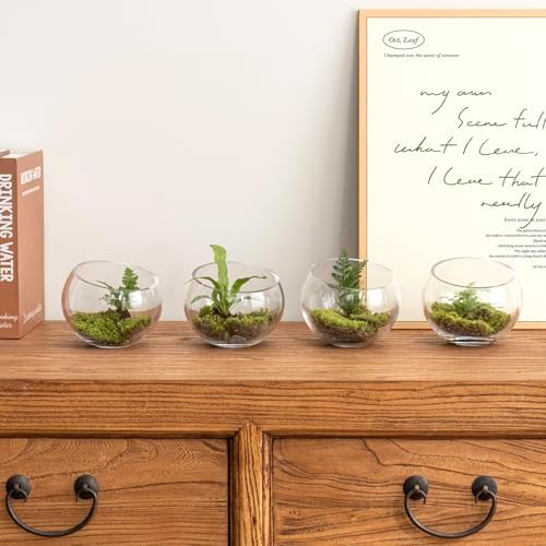 MyGift 5 Inch Clear Glass Round Bowl Air Plant Terrariums, Set of 4 - Image 4