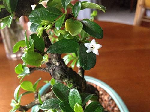 Fukien Tea, Flowers Constantly, 10 Years Old, S Trunk Style. Free Watering Tray. - Image 3