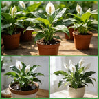 Premium Peace Lily Potting Soil 10qt– All Natural, Well-Draining & Breathable Soil for Peace Lily & Indoor Plants - Image 5
