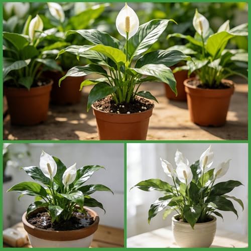 Premium Peace Lily Potting Soil 10qt– All Natural, Well-Draining & Breathable Soil for Peace Lily & Indoor Plants - Image 5
