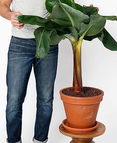 Gardenera Banana Tree Potting Mix - Premium Quality Blend for Superior Banana Tree Health and Resilience - Promotes Strong Root Growth and Disease Resistance (4 Quart) - Image 3