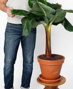 Gardenera Banana Tree Potting Mix - Premium Quality Blend for Superior Banana Tree Health and Resilience - Promotes Strong Root Growth and Disease Resistance (4 Quart) - Image 3