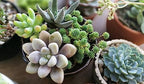 Gardenera Organic Planting Soil - Create a Sustainable and Eco-Friendly Environment for Your Plants - 20 QUARTS - Image 2