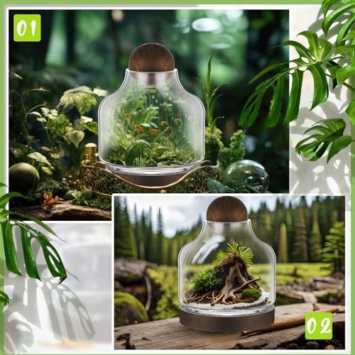 2 Pcs Glass Terrarium Container with Wooden Base and Decorative Ball Lid, 7 Inch DIY Terrarium Jar for Moss, Ferns, Air Plants and Succulents, Mini Indoor Garden Vase for Home Office Desk Decor - Image 6
