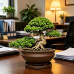 MUZHI 8 inch Ceramic Bonsai Tree Pots for Indoor Outdoor Plants with Tray, Vintage Purple Clay Plant Bowl for Succulent Arrangement Money Tree - Image 6