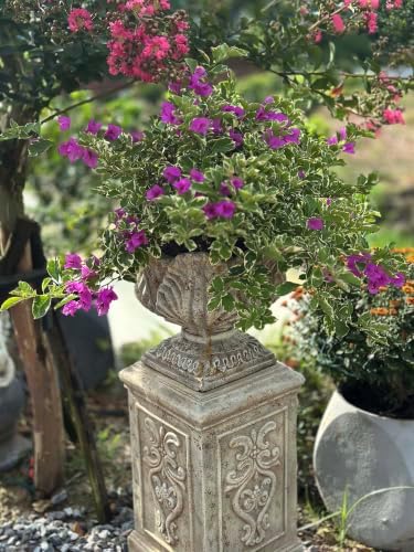 VISIBLE Vintage Cement Urn Planter with Ornate Pedestal Base, Rustic White, 14.2 x 31 Inch, Indoor/Outdoor (Rustic, Bundle) - Image 6