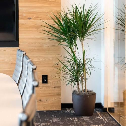 Memphis 15" Round Indoor Floor Planter Pot – Lightweight & Durable Plastic, Modern Design, Made in USA, Recyclable Large Plant Container for Home & Office Décor (Black) - Image 3