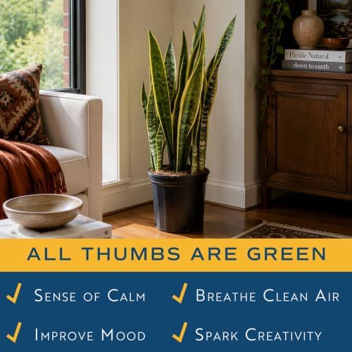Costa Farms Snake Plant, Live Indoor Plant, Air Purifying, Easy Low Light - Image 5