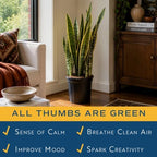 Costa Farms Snake Plant, Live Indoor Plant, Air Purifying, Easy Low Light - Image 5