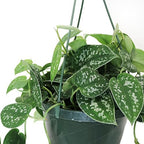 American Plant Exchange Scindapsus Silvery Ann Pothos Hanging Basket, Large 8-Inch Pot, Live Vining Indoor Houseplant, Green and Silver Foliage - Image 2