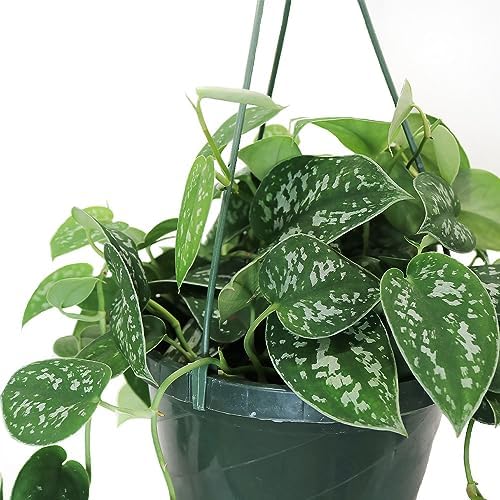 American Plant Exchange Scindapsus Silvery Ann Pothos Hanging Basket, Large 8-Inch Pot, Live Vining Indoor Houseplant, Green and Silver Foliage - Image 2