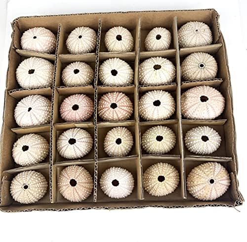 Heyiwell 25PC Pink Sea Urchin Shells Plant Pot,Hanging Air Plant Mini Sea Urchin Shell for Home Wall Office Garden Party Ocean Themed Decor 1"~2" Inch by Heyiwell