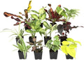 Easy to Grow Houseplants (12 Pack) Live House Plants in Plant Containers, Growers Choice Plant Set in Planters with Potting Soil Mix, Home Décor Planting Kit or Outdoor Garden Gifts by Plants for Pets by PlantsforPets