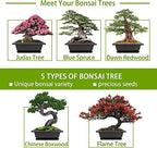 Meekear Bonsai Tree Kit with Complete Plant Growing Tools, Grow in Pot Indoor Bonsai Tree Starter Kit, Home Gardening DIY Gift for Adult - Image 3