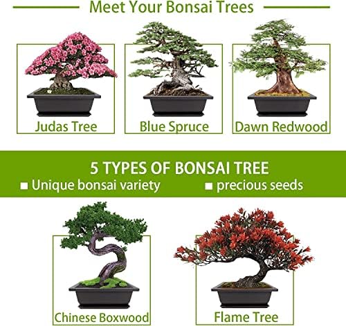 Meekear Bonsai Tree Kit with Complete Plant Growing Tools, Grow in Pot Indoor Bonsai Tree Starter Kit, Home Gardening DIY Gift for Adult - Image 3