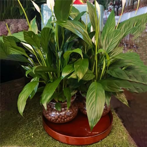 Ceramic Plant Saucer 12 Inch, Round Plant Trays for Indoors/Outdoors, Flower Pot Saucers for Holding Water Drips and Soil, Ceramic Drainage Tray for Plant Pot (Reactive Glaze Brown) - Image 6