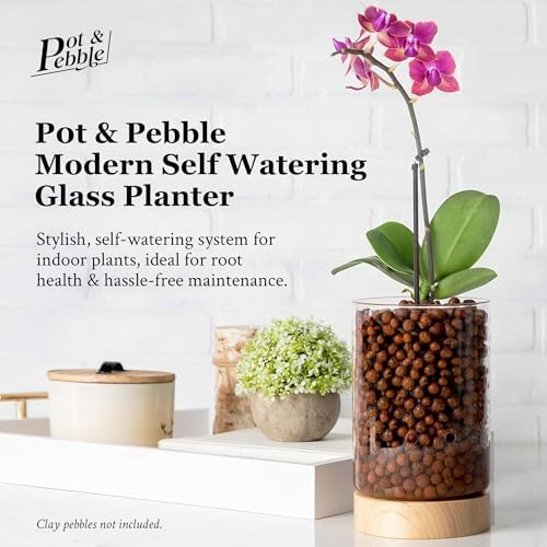 Pot & Pebble C1 Large Glass Orchid Pot, Wood Base - LECA Semi-Hydro Planter - Image 3