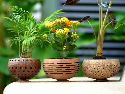 Rainforest Bowls Set of 4 Horizons Coconut Planters w/Drainage Hole- Perfect for Succulents, Flowers, Small Plants, Indoor & Outdoor Gardens- Handcarved by Artisans, Eco-Friendly & Sustainable - Image 6