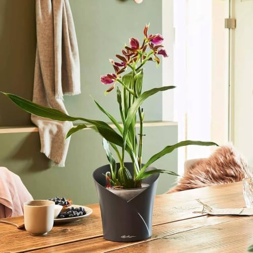 Lechuza 13961 ORCHIDEA Self-Watering Planter for Indoor and Outdoor Use, 7.2" x 7" x 7.7", Slate Matte - Image 2