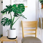 OUPSAUI 5 Pack 4 10 12 14 16 18 20 22 Inch Plant Saucer, Plant Trays for Pots, Large Plastic Plant Saucers for Indoors, No Holes Planter Drip Tray (16inch) - Image 6