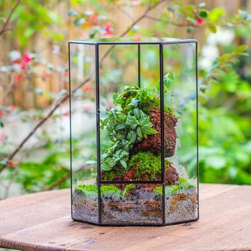 NCYP Wall Corner Geometric Glass Terrarium for Moss, Small Plants - Image 2