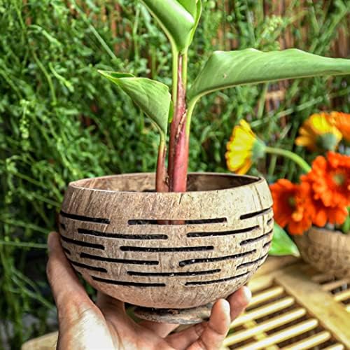 Rainforest Bowls Set of 4 Horizons Coconut Planters w/Drainage Hole- Perfect for Succulents, Flowers, Small Plants, Indoor & Outdoor Gardens- Handcarved by Artisans, Eco-Friendly & Sustainable - Image 4