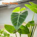 Bstrip 6-Tier Plant Shelf with Grow Light, 35.4x13.8x71in - Image 6
