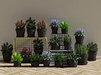 2 Inch Black Terracotta Pots Pack of 72 - Mini Clay Pot with Drainage Hole for Tiny Cactus Herb lithop, Small Succulent Planter Nursery Plant Pot for Windowsill, Cactus Plant, Crafts, Wedding Favors - Image 5
