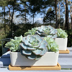 Selections Ceramic Modern Planter, White Succulent Plant Pot, Garden Planters, Set of 2, Indoor and Outdoor Use, 9cm x 17cm x 7cm - Image 2