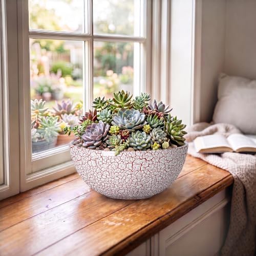 Bonsai Planter, 8 Inch Ceramic Succulents Planters, Texture Red - Image 5