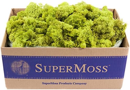 SuperMoss (21773) Reindeer Moss Preserved, Chartreuse, 3lbs - Image 3