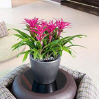Lechuza Classico 35 LS Self Watering Planter Garden Flower Plant Pot Indoor/Outdoor Floor Planter with Drainage Hole and Plant Substrate Poly Resin D35 H33 cm Espresso Metallic - Image 4