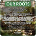 Fern Growing Soil Mix – 5 Quarts - Custom Soil Blend – Potting Mix for Fern Plants – Specially Developed by and for Professional Nursery Growers - Nutrient-Rich Formula - Image 7