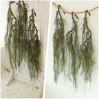63inch Curly Faux Weeping Willow Tree Branches Hanging Moss Halloween Decor - Image 4