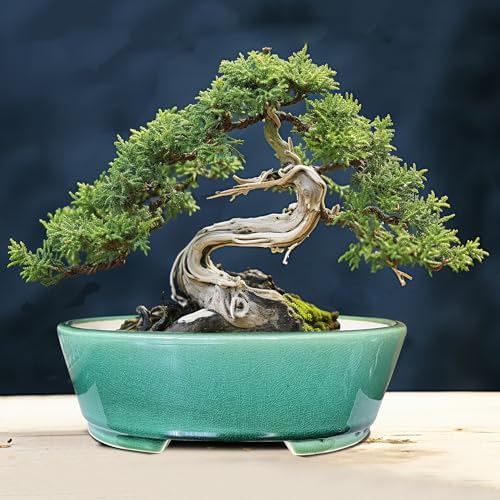 MUZHI 2pcs Green Ceramic Bonsai Planter Pots with Bamboo Tray 6.2 “ & 5.3”, Rectangular Glazed Bonsai & Succulent Cactus Starter Pot with Drainage Ice Crack Design (Crackle Glazed 9") - Image 7