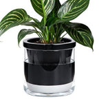 D'vine Dev Self-Watering Black Terracotta Planter Pot, 8 in, 37-X-C-3 by DvineDevPlanterPotsandStand