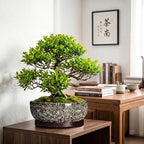 13 Inch Ceramic Bonsai Tree Pot with Saucer, White Leopard - Image 3