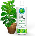 Fiddle Leaf Fig Propagation Bundle - Image 2