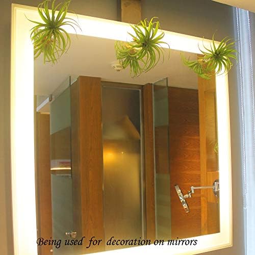 10 Pack Vertical Air Plant Holder (Suction Cup, Stainless Steel Tillandsia Air Plant Planter) A Unique Set of Air Plant Containers for Creating Tillandsia Art Display on Window. (Medium) - Image 5