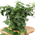American Plant Exchange English Ivy – Live 6-Inch Potted Trailing Vine, Low-Maintenance Air-Purifying Houseplant for Hanging Baskets, Shelves & Indoor Home or Office Décor - Image 3