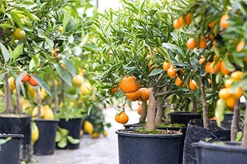 GARDENERA Premium Citrus Tree Potting Soil Mix - 4 Quart - Special Blend for Indoor Oranges, Lemons, Limes and More - Image 2