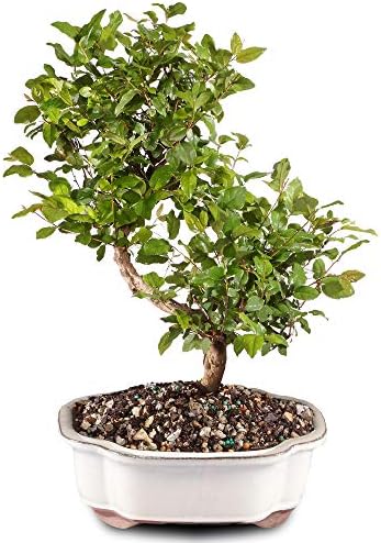Brussel's Bonsai Live Chinese Sweet Plum Indoor Bonsai Tree-5 Years Old 6" to 10" Tall with Decorative Container, Medium, Blank & Brussel's 8" Humidity Tray with Decorative Rocks - Image 3