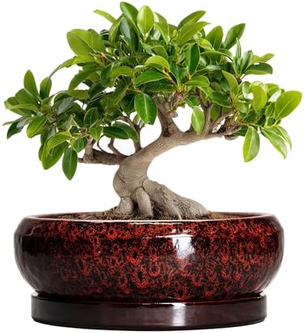 Bonsai Tree Pots - 10 Inch Ceramic Succulent Planters for Indoor Outdoor, Bonsai Pots with Drainage Hole and Saucer, Shallow Round Planter, Planter Bowl, Patio Decor, Gifts for Women, Red by EPFamily
