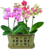 W&W Orchid Pot with Holes and Saucer for Repotting, YellowGreen, 9.7 Inch - Image 7