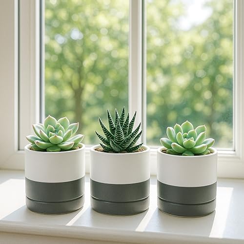 D'vine Dev 4-Pack Ceramic Pots with Saucers, White/Grey, 3.5 in, 94-X-A-6 - Image 7