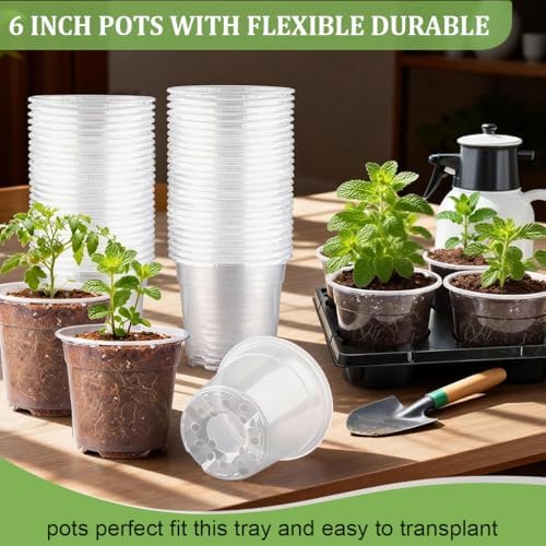 RooTrimmer 30 Pack 6 Inch Clear Nursery Pots and 5 Pack 6 Cell Round Plant Pot Trays, Sturdy Seeds Starting Germination Shuttle Carrying Trays, Planter Nursery Propagation 5 Sets - Image 4