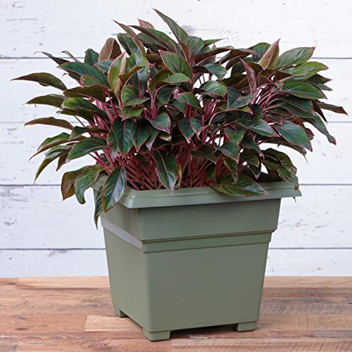 Root & Vessel Countryside Square Tub Planter, Sage, 18-Inch - Image 4